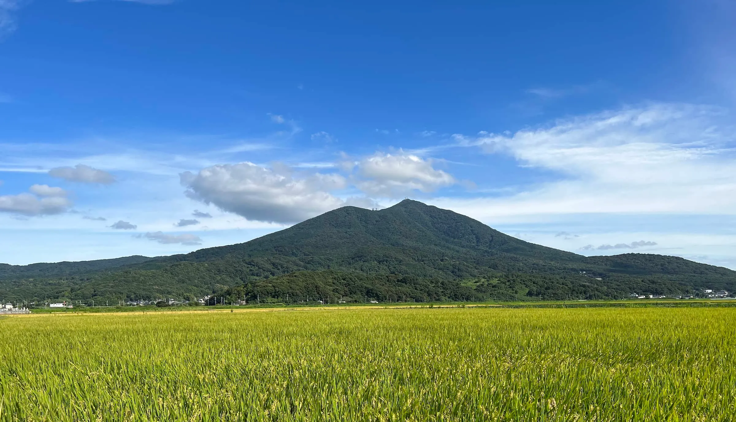 マルモリフーズ